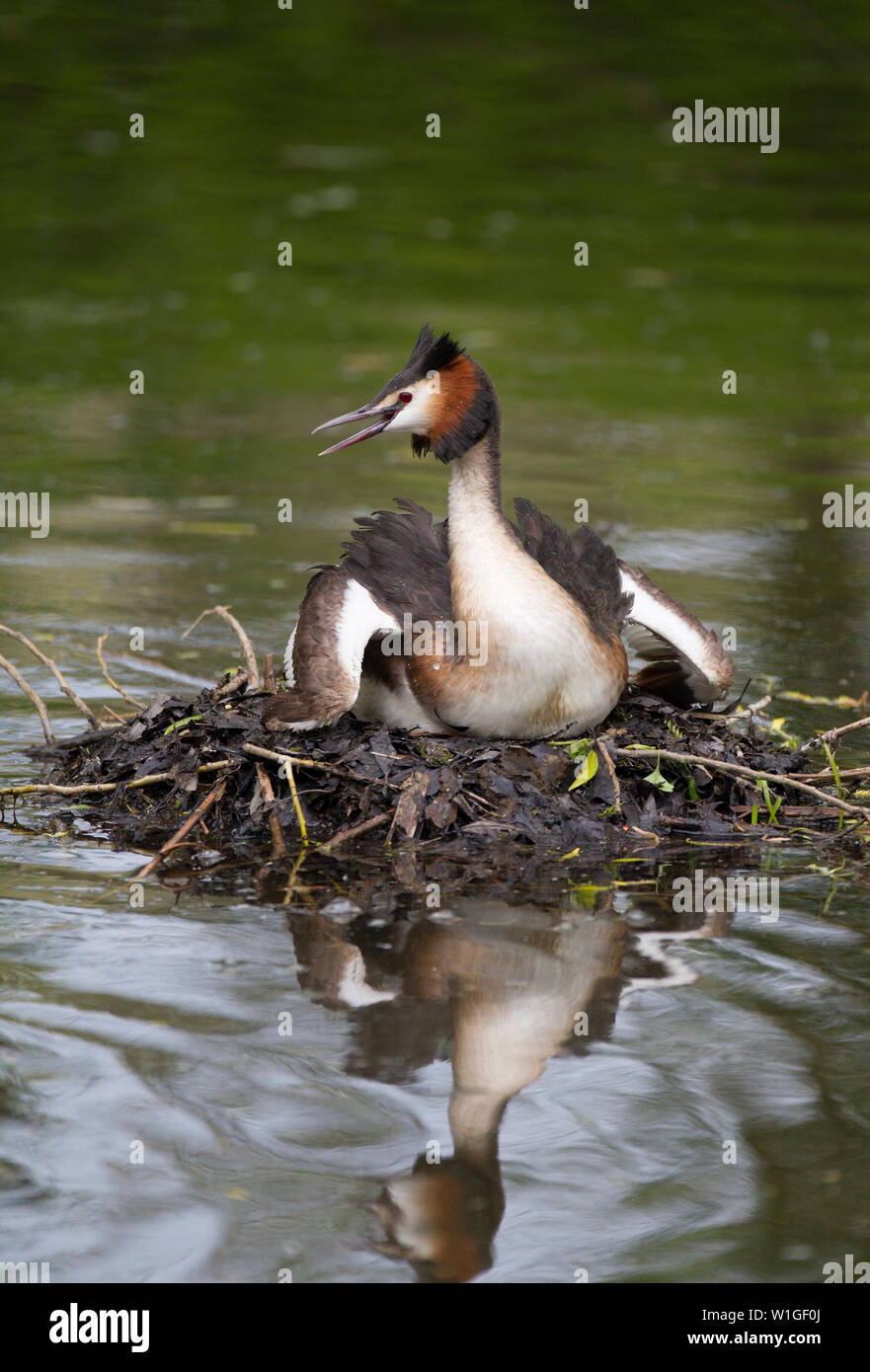 Great-crested Grebe, Podiceps cristatus, single adult sitting on nest and giving warning call.  Lea Valley, Essex, UK. Stock Photo