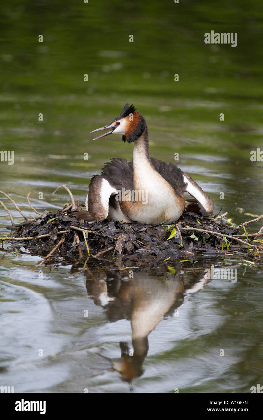 Great-crested Grebe, Podiceps cristatus, single adult sitting on nest and giving warning call.  Lea Valley, Essex, UK. Stock Photo