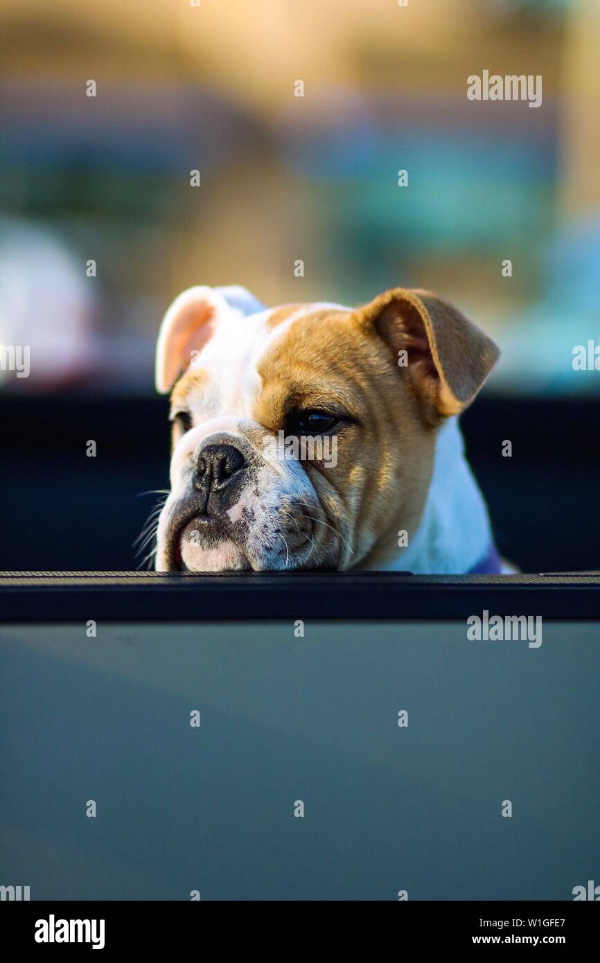 Old English Boxer Bulldogge with his head on a fence looking away and waiting for his owner Stock Photo