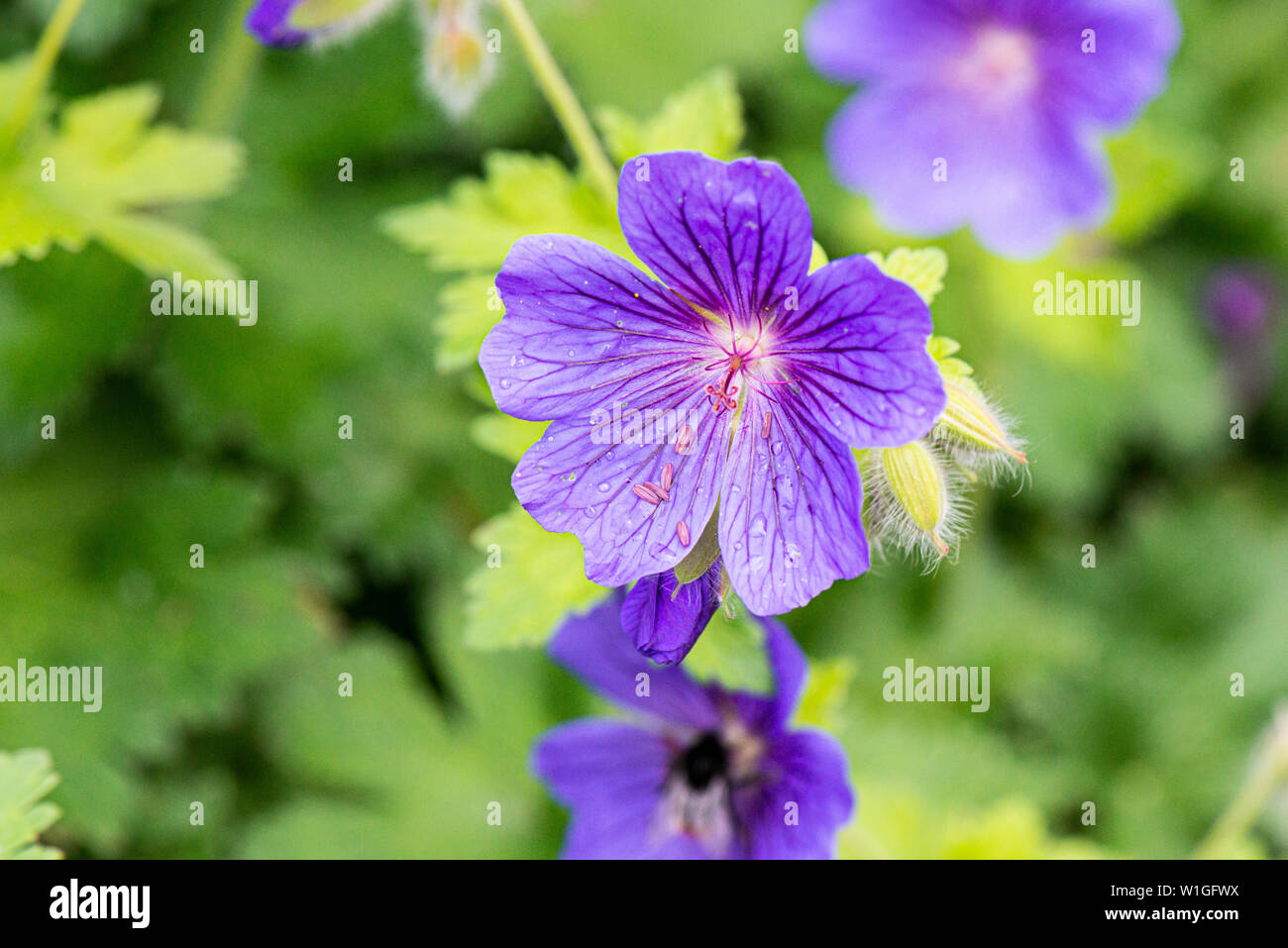 A purple geranium flower Stock Photo
