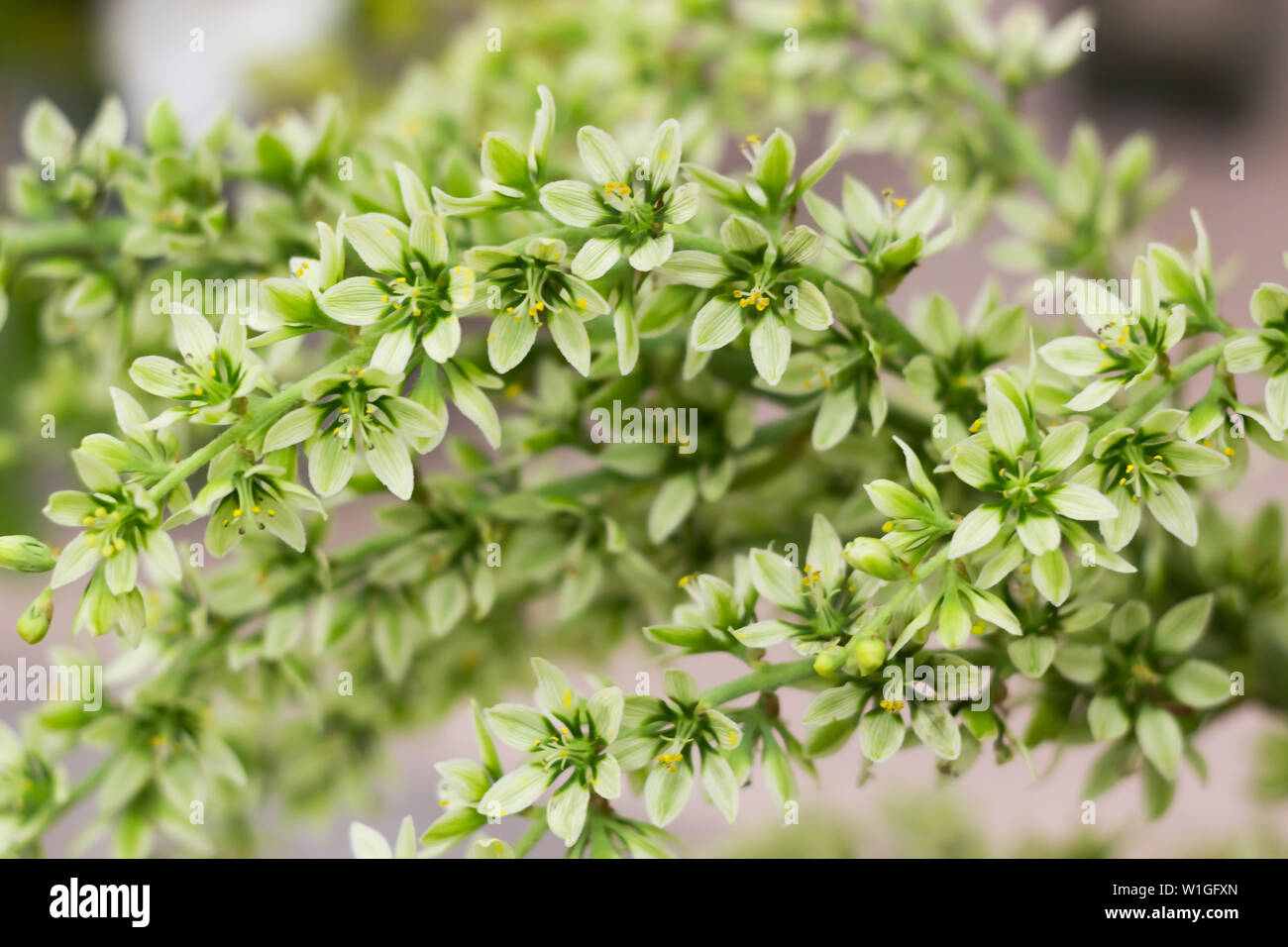 Ivory Prince hellebores, greenish white flowers, lenten rose close-up shot Stock Photo