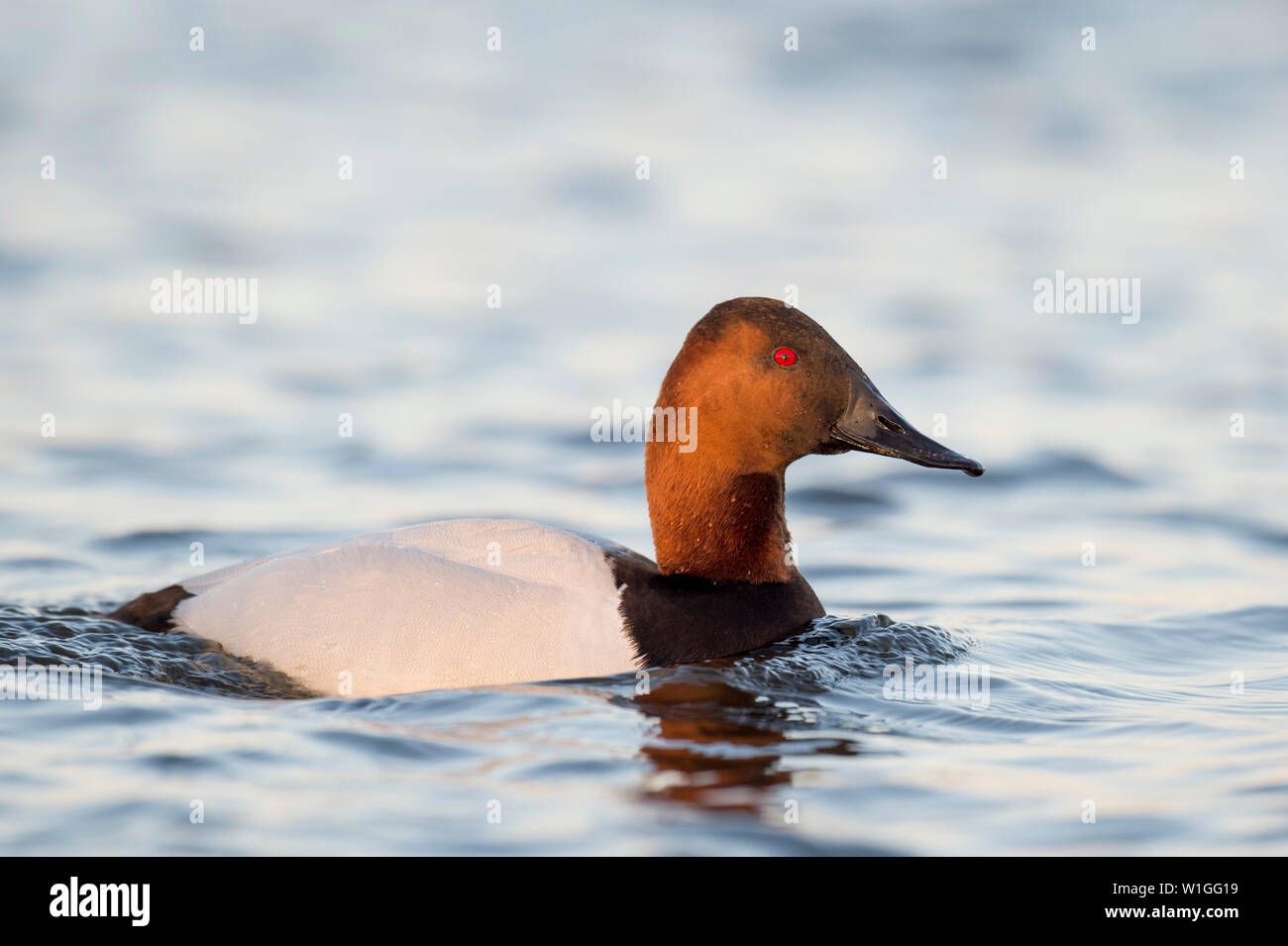 A male Canvasback duck swims on the light water in the rose colored golden sunlight just before sunset. Stock Photo