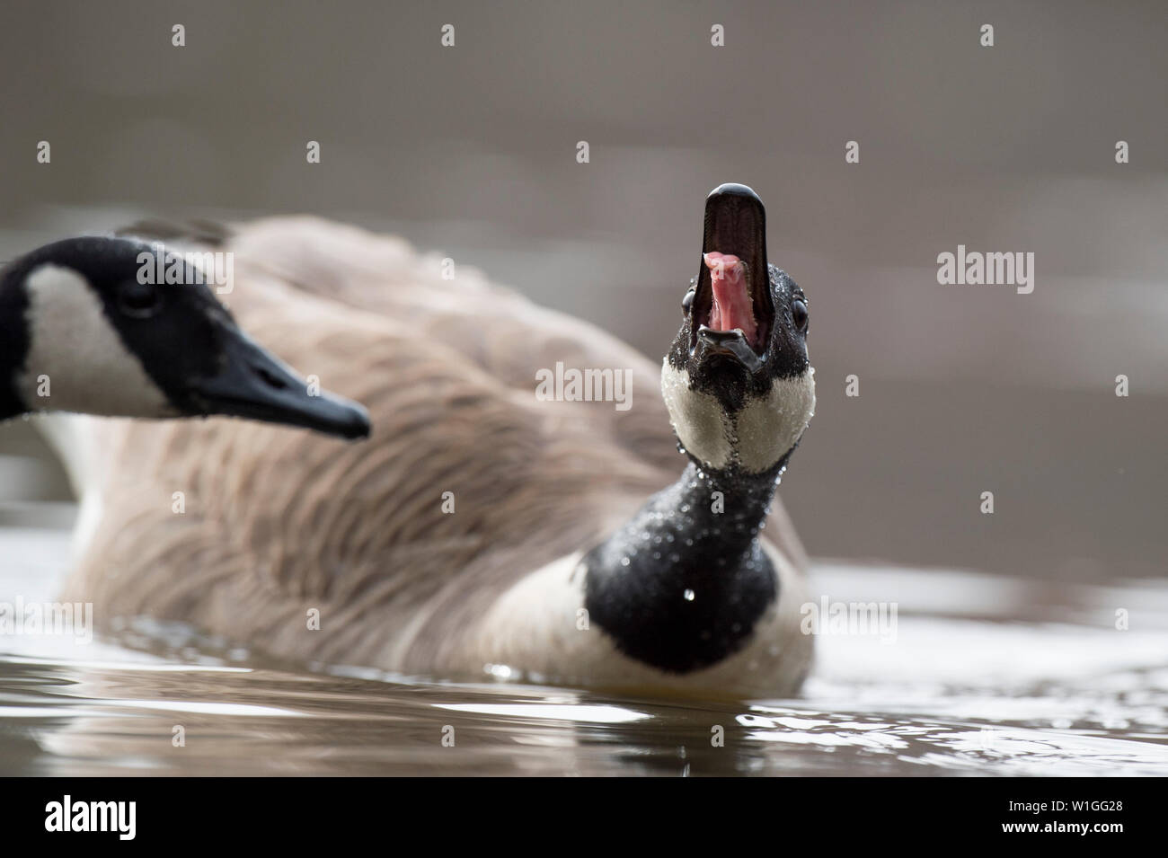 One Canada Goose calls out loud with its tongue sticking out as another