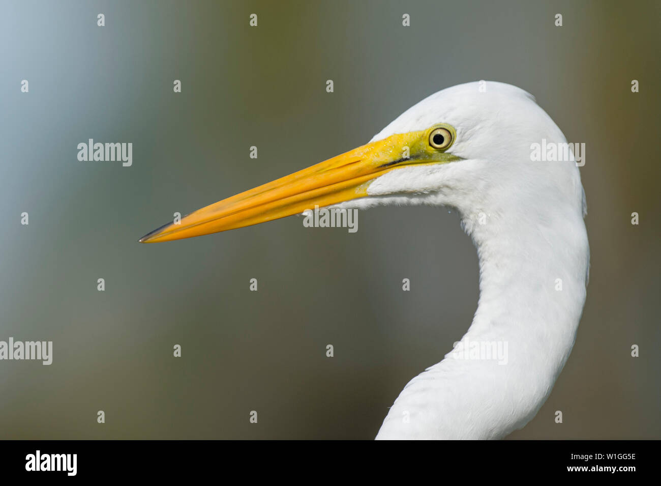 A white colored Great Egret close-up portrait with its large yellow bill with a smooth background in the bright sun. Stock Photo