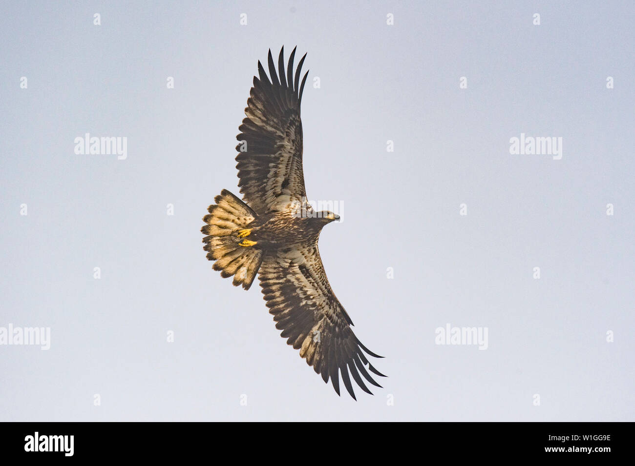 A juvenile Bald Eagle with its wings spread wide in soft light against ...