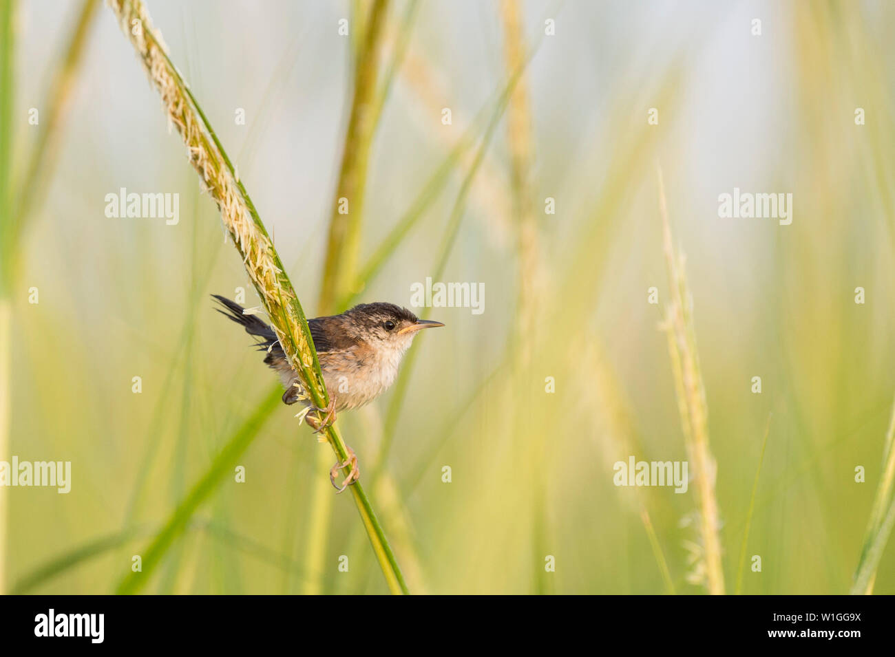 A small Marsh Wren perched on a piece of bright green marsh grasses in soft sunlight. Stock Photo