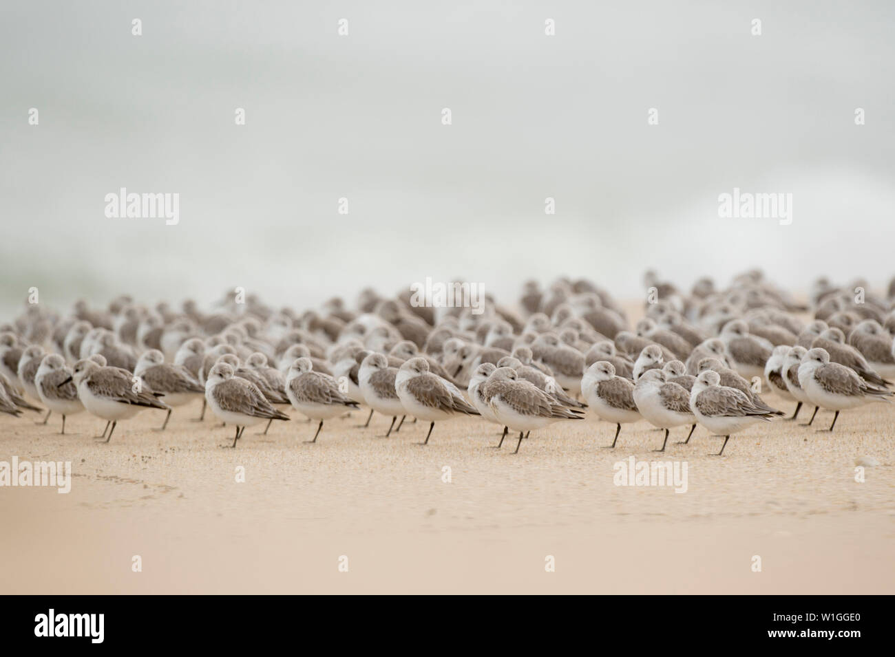 A large flock of Sanderlings stand on a sandy beach resting with their beaks tucked into their feathers. Stock Photo