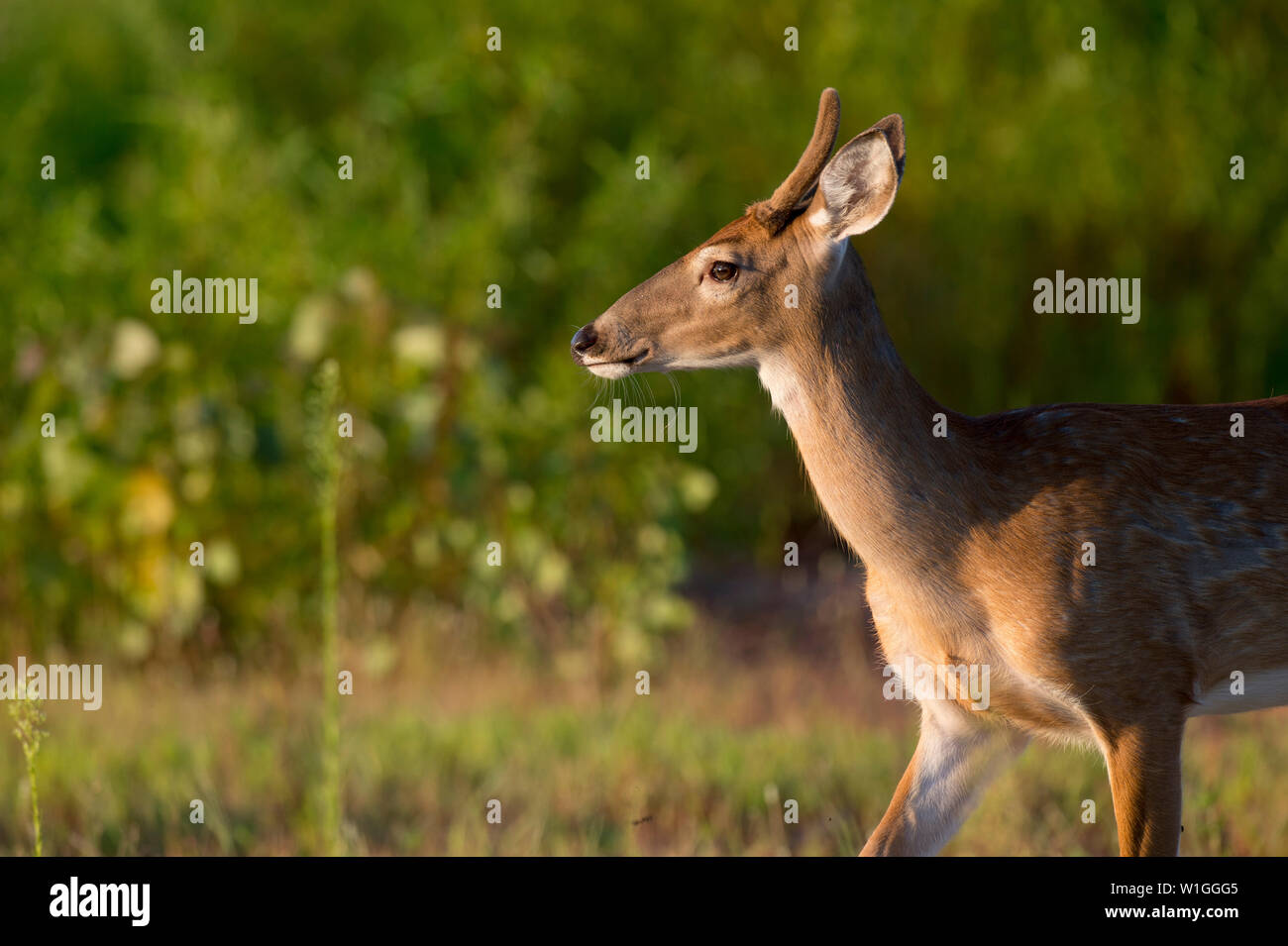 A young whitetail deer buck walks into the golden morning sunlight in an open field with its small antlers covered in velvet. Stock Photo