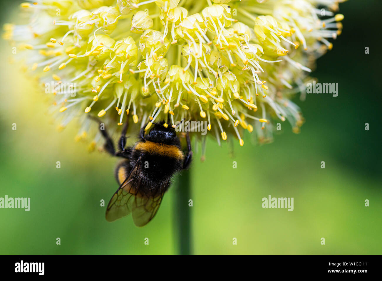 A bumble bee on a lopsided onion (Allium obliquum Stock Photo Alamy