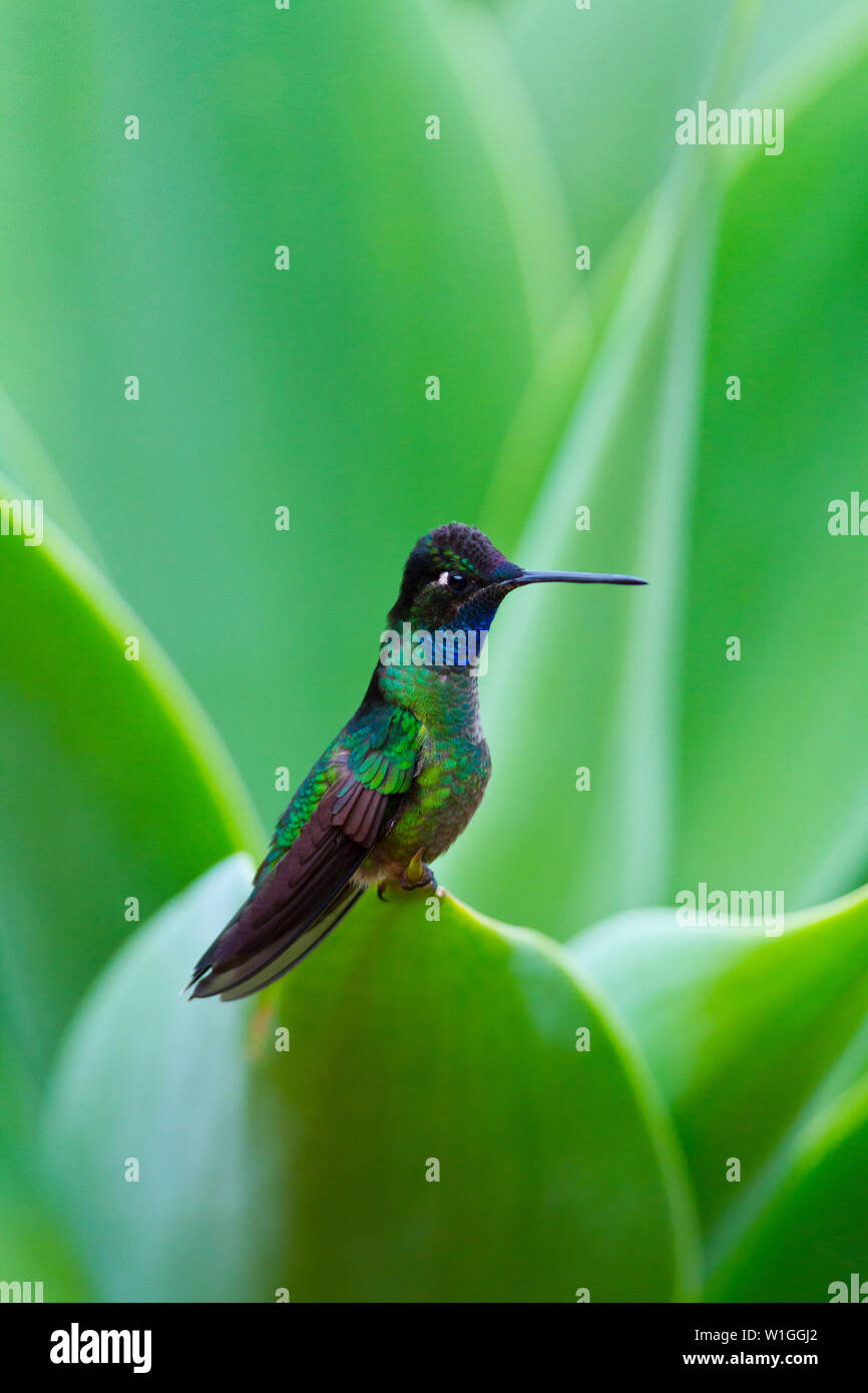 Colibri, Savegre River Valley, San de Dota Village, Los Quetzales National Park, Talamanca Costa Rica, Central America, Stock Photo -