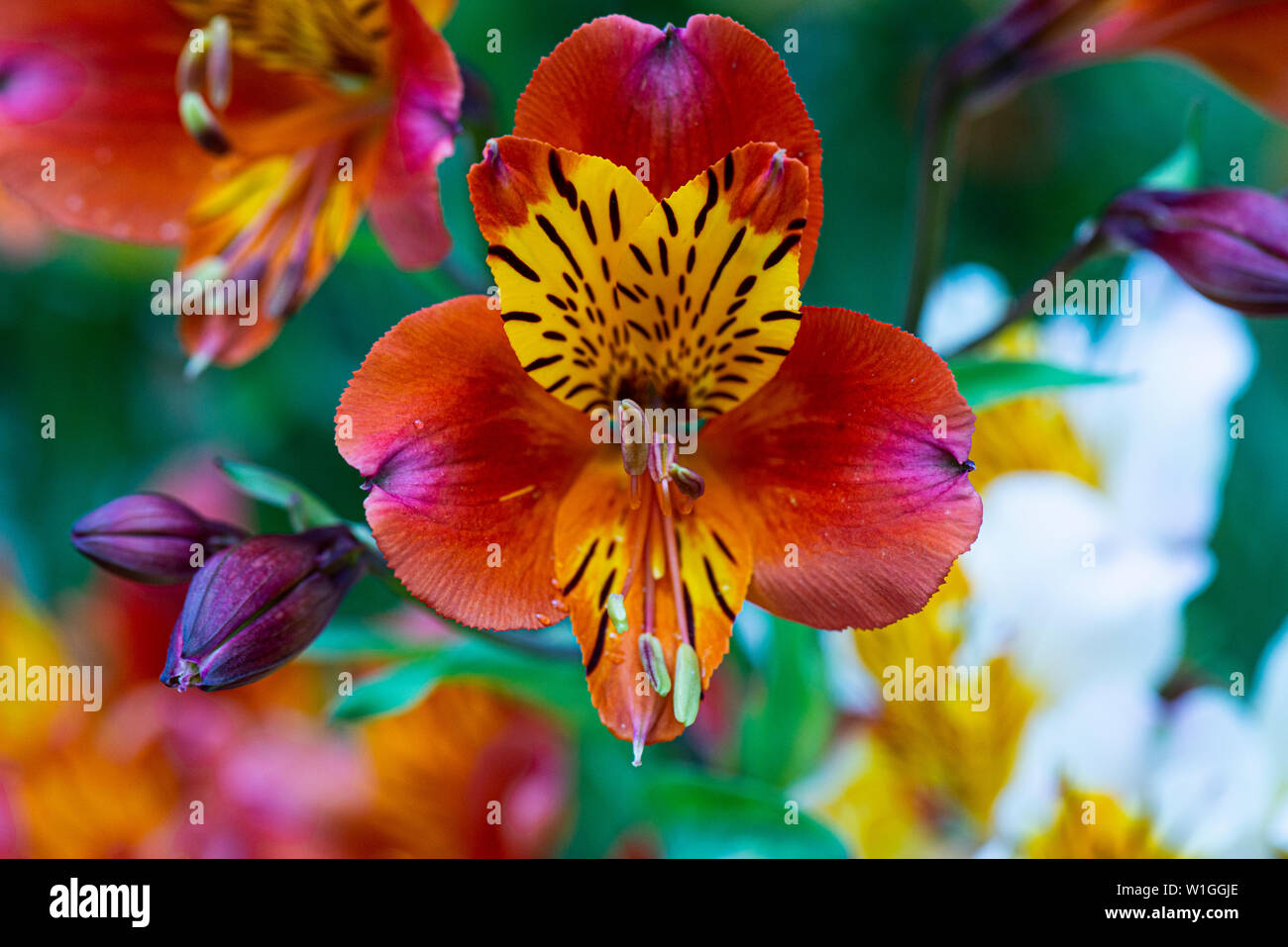 The flower of an Peruvian lily (Alstroemeria) Stock Photo