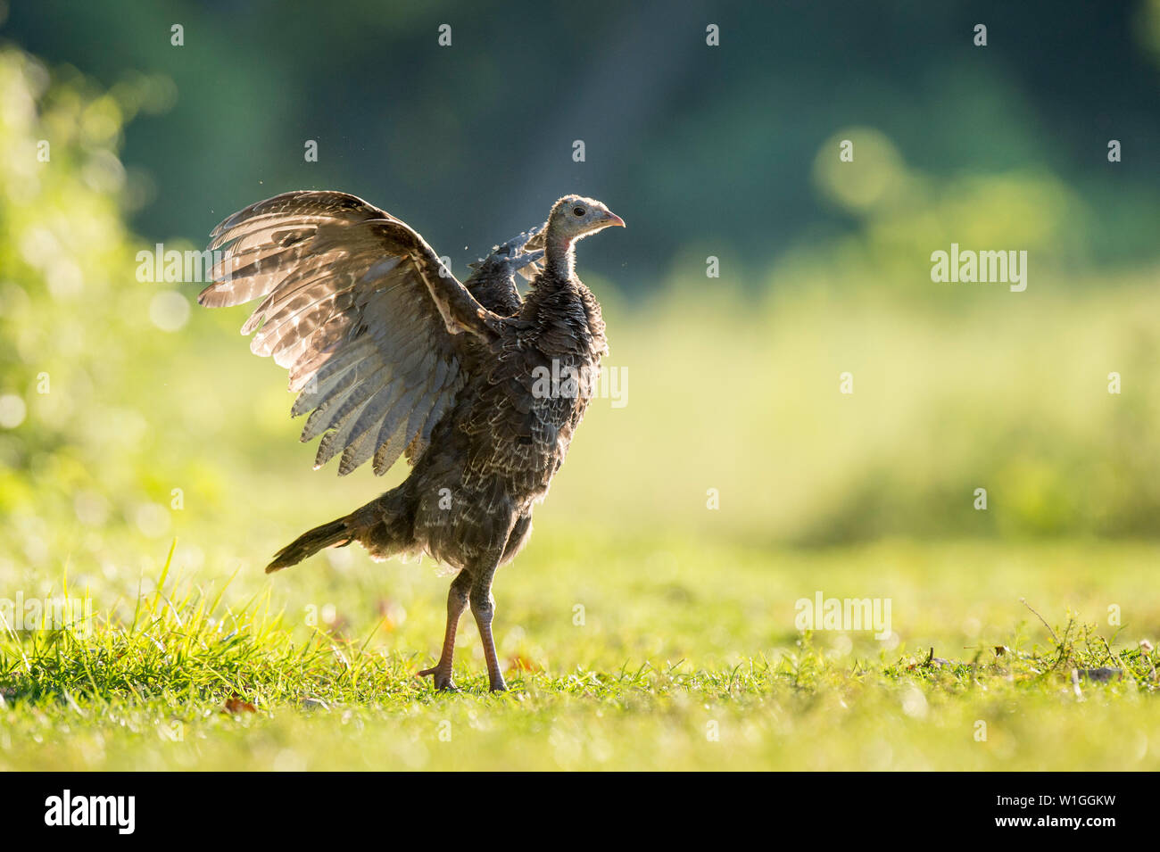 A young Wild Turkey flexes its wings as it glows in the early morning sun standing in a grassy field. Stock Photo