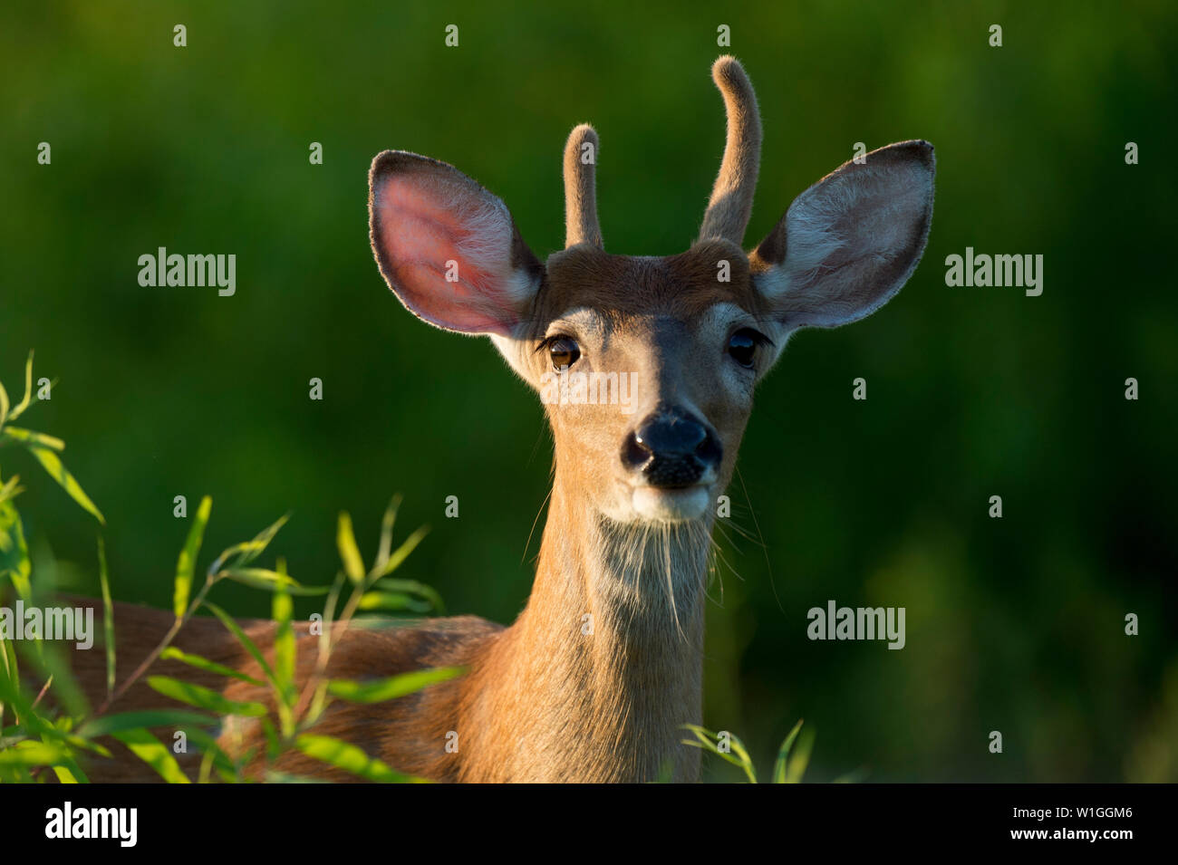 A young whitetail deer buck stares head on with its small antlers covered in velvet in the golden morning sunlight. Stock Photo