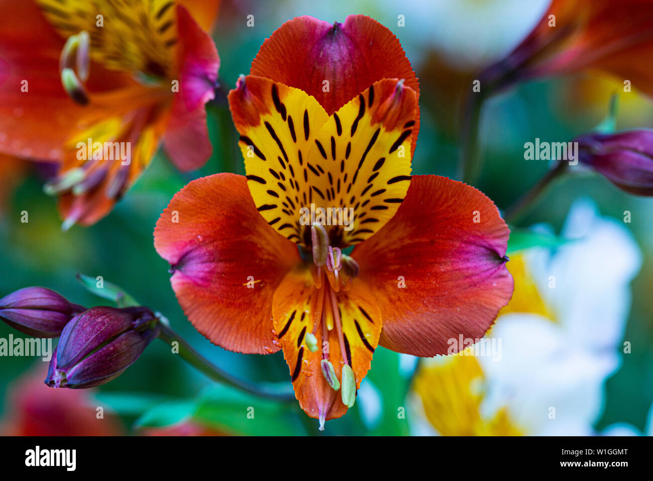 The flower of an Peruvian lily (Alstroemeria) Stock Photo