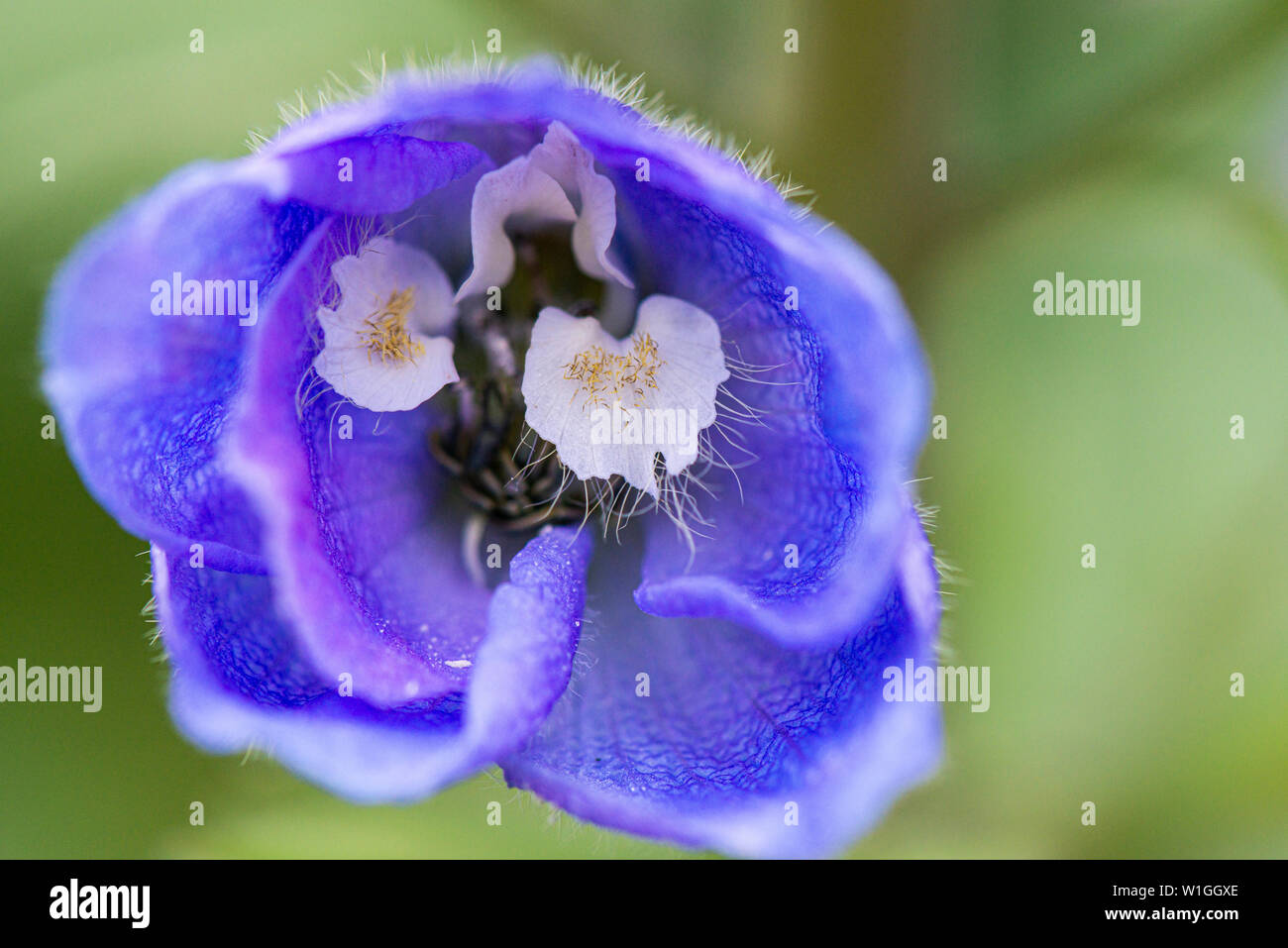A close up of a flower of a Delphinium Stock Photo - Alamy