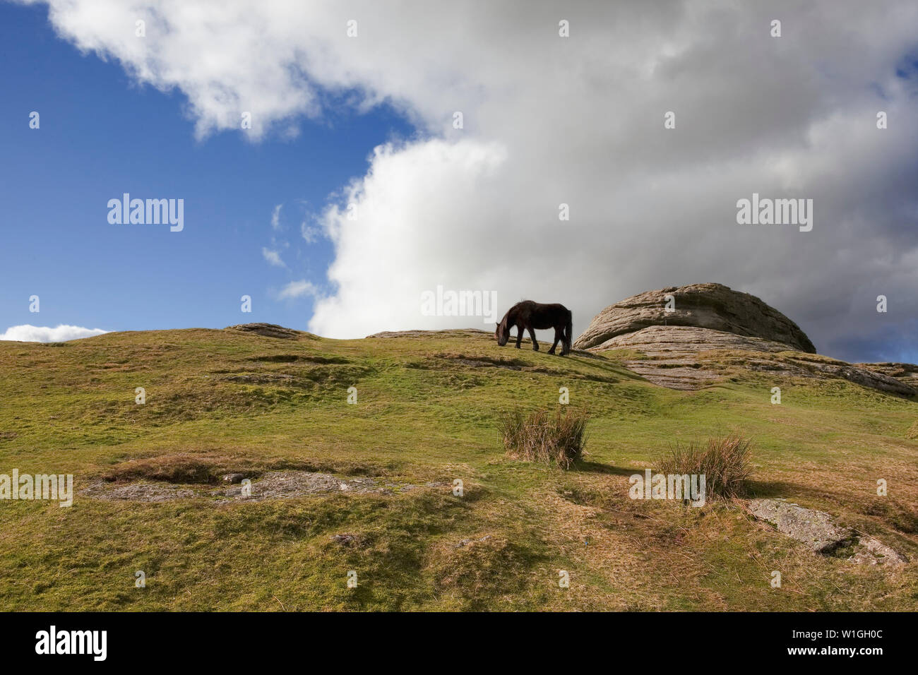 Pony grazing at Haytor, Dartmoor,  Devon, UK Stock Photo