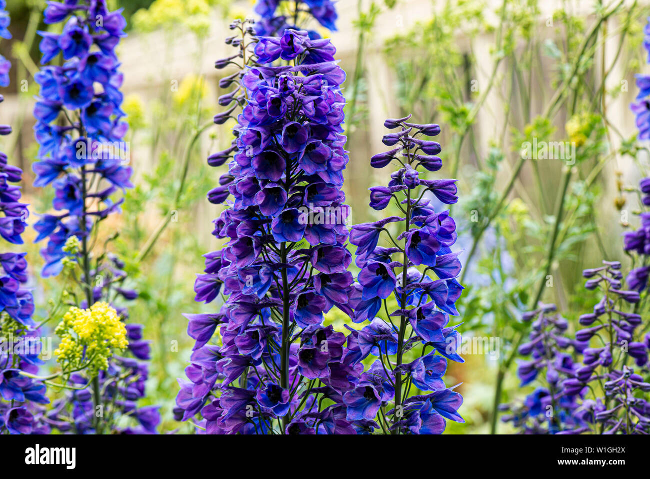 The blue and purple flowers of a Delphinium Stock Photo - Alamy