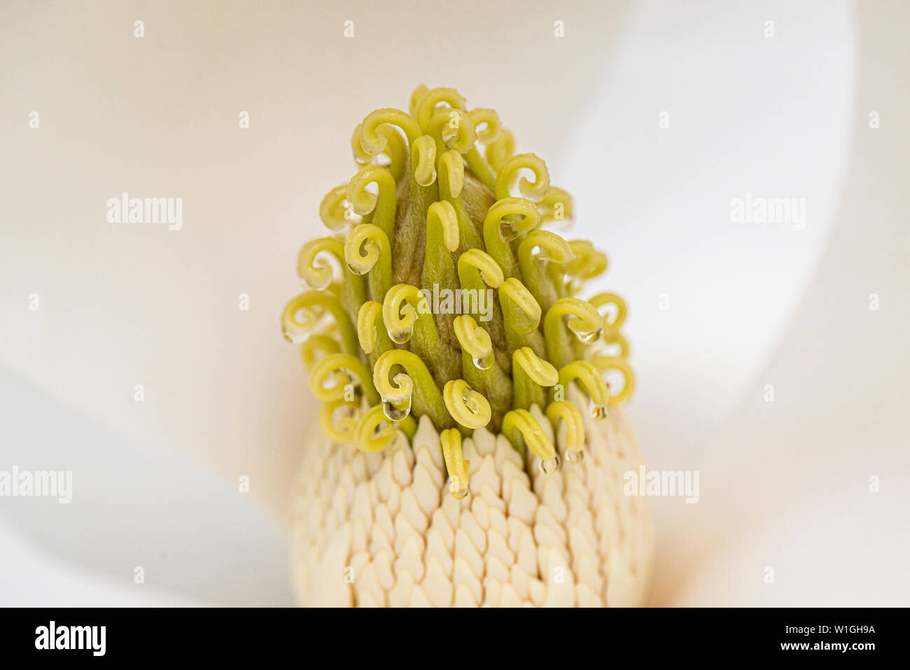 A close up of the stigmas and stamens of the flower of a bull bay (Magnolia grandiflora) Stock Photo