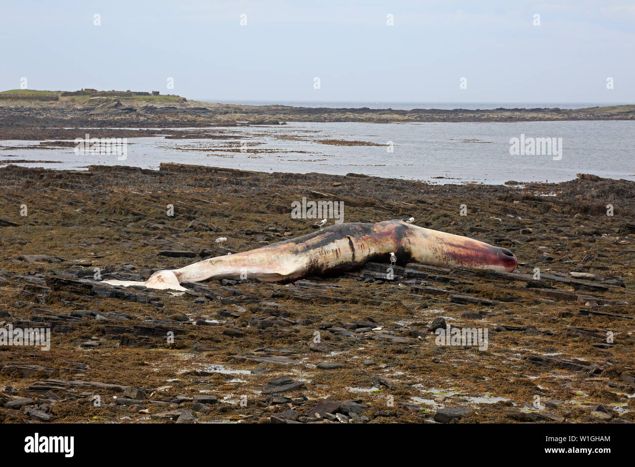 Dead Sperm Whale on the rocks on North Ronaldsay Orkney Scotland Stock Photo