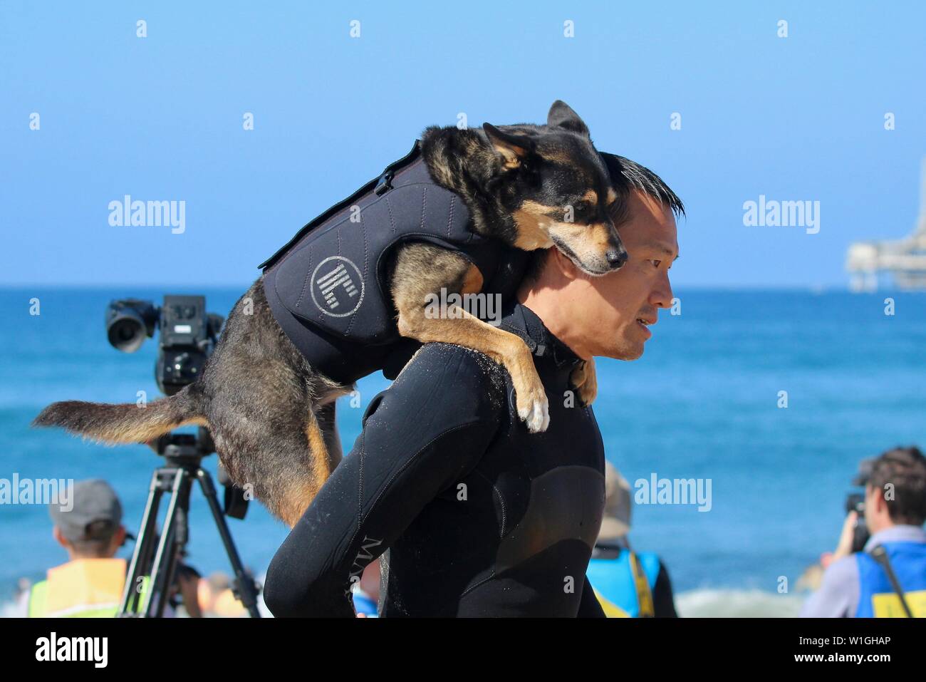 Abbie the Australian kelpie surfing dog on the beach with her person during a dog surfing event in Huntington Beach California Stock Photo
