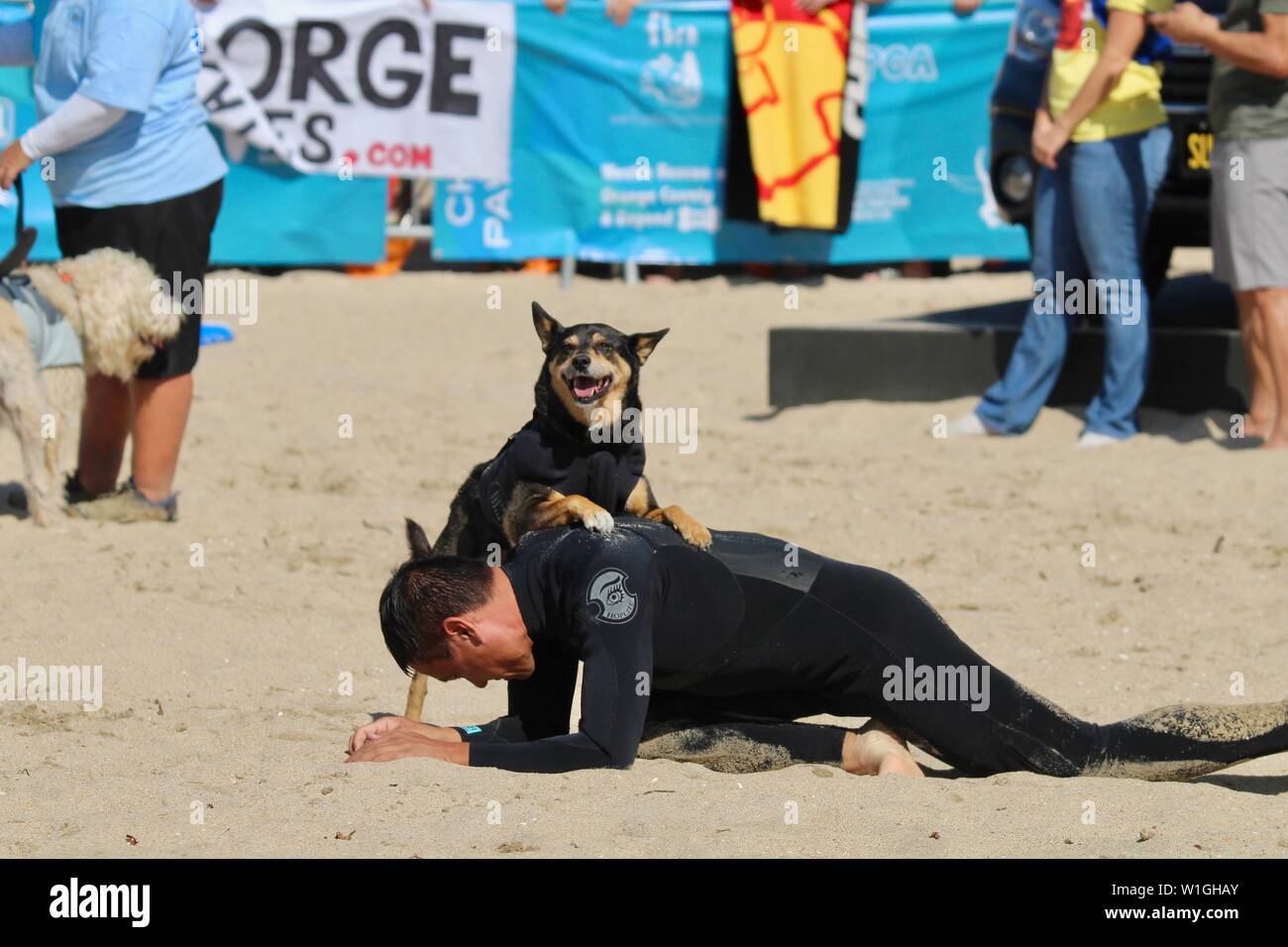 Abbie the Australian kelpie surfing dog on the beach with her person during a dog surfing event in Huntington Beach California Stock Photo