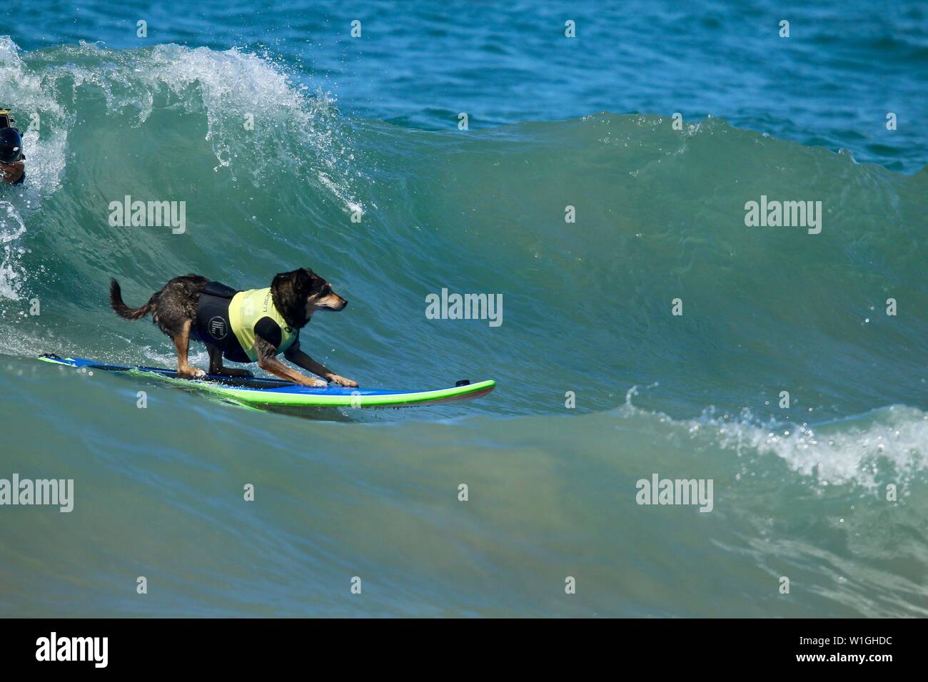 Abbie the Australian kelpie surfing dog catching a wave at a dog surfing event in Huntington Beach California Stock Photo