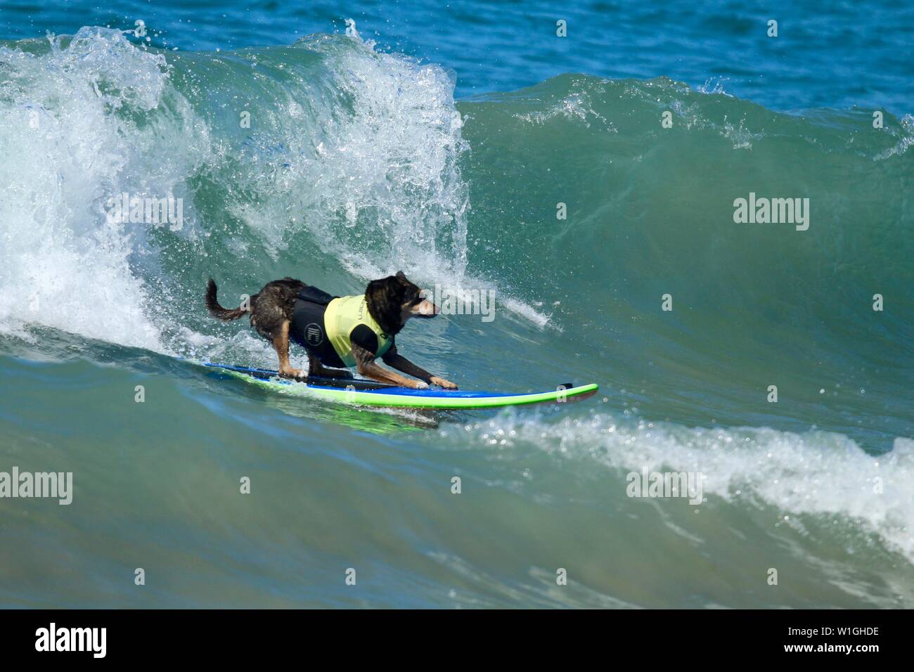 Abbie the Australian kelpie surfing dog catching a wave at a dog surfing event in Huntington Beach California Stock Photo