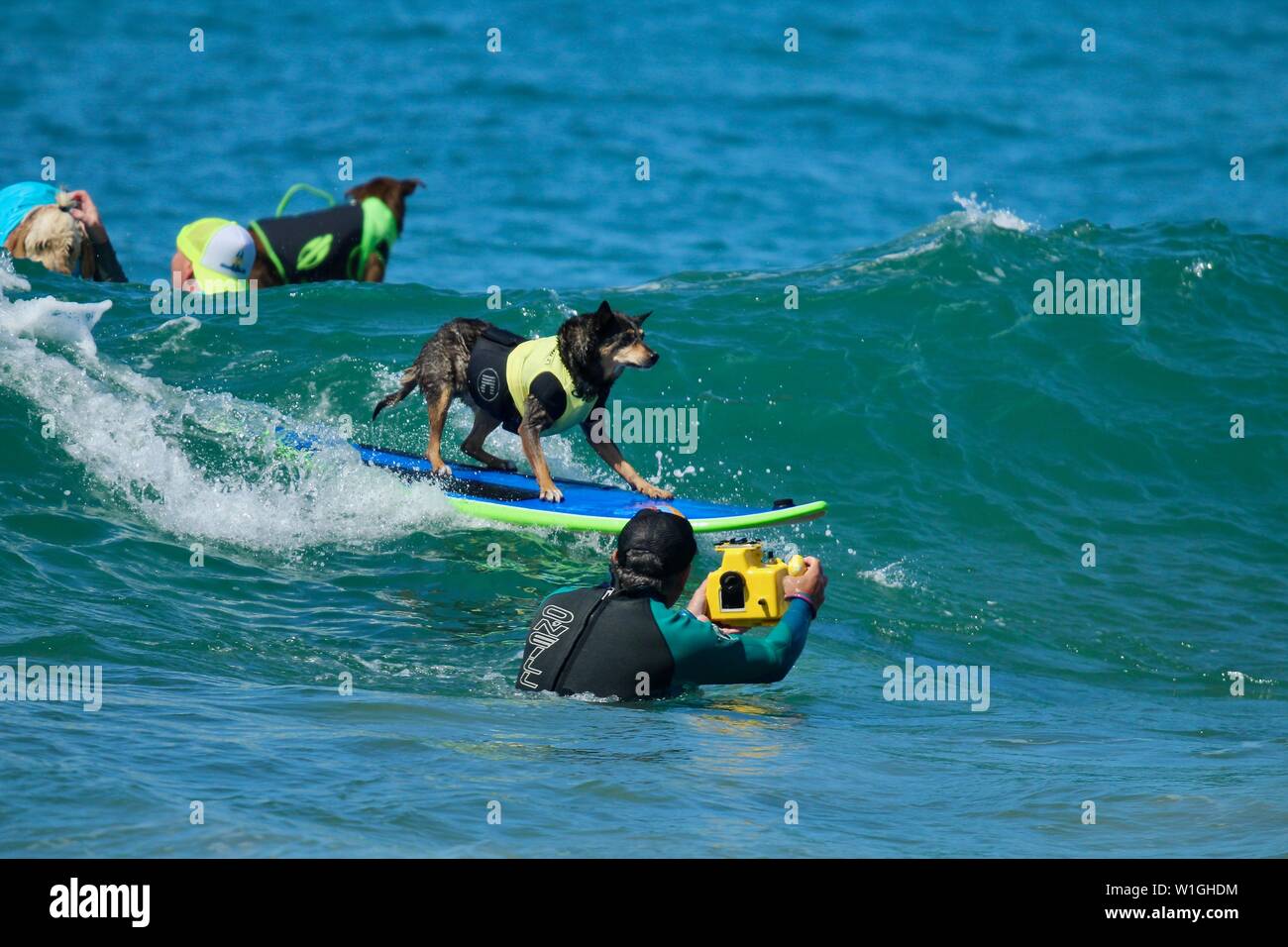 Abbie the Australian Kelpie surfing dog competing in a dog surfing