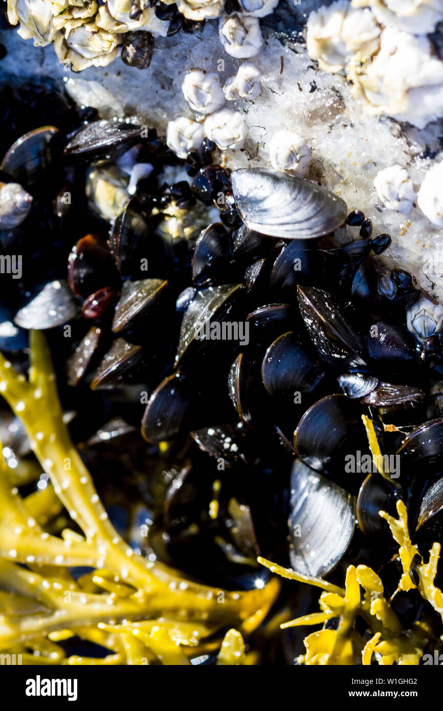 Seashells and seaweed in shallow water from above. Sea mollusks on the littoral of the White Sea at low tide. Close up image. Stock Photo