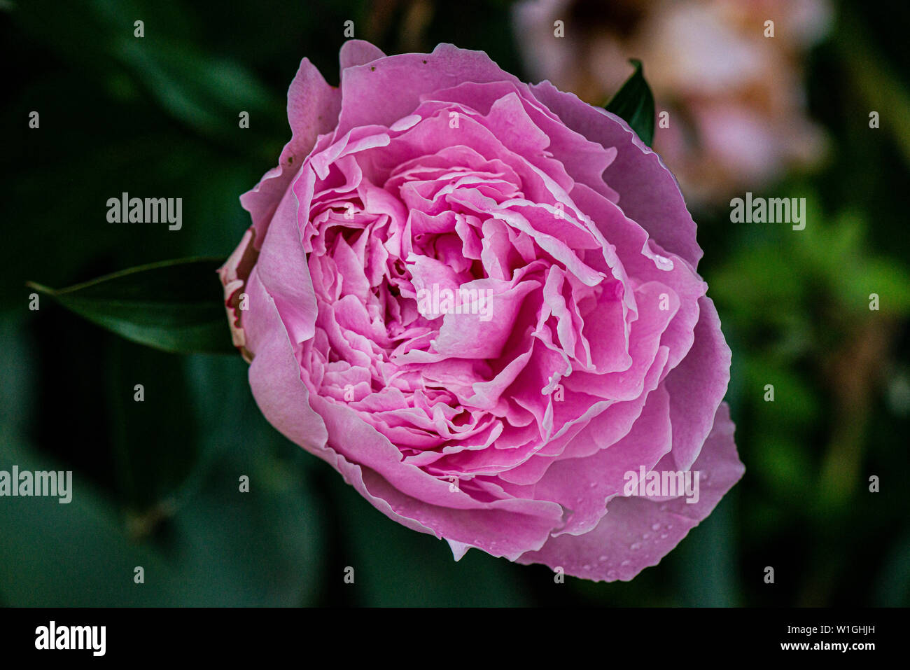 A pink rose Stock Photo