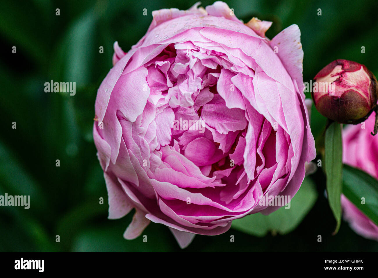 A pink rose Stock Photo