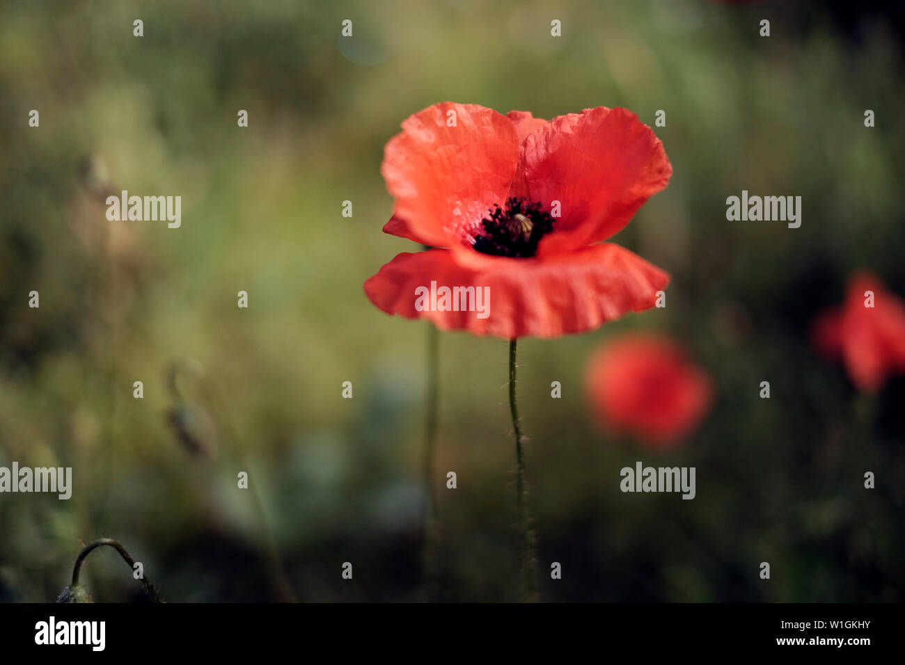 Poppy Closeup with Bokeh Stock Photo