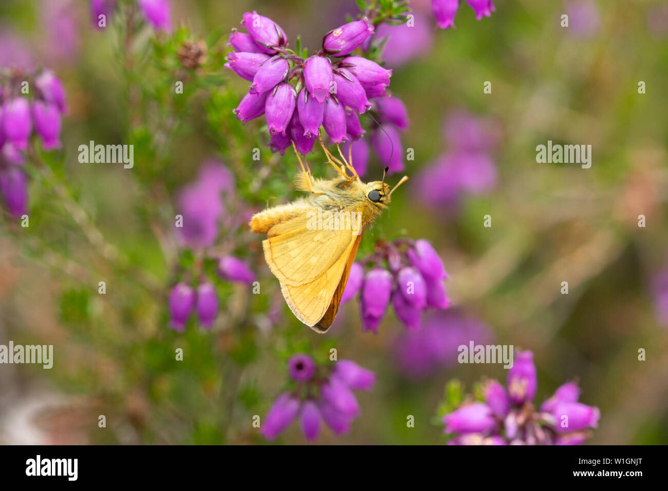 Large skipper butterfly (Ochlodes sylvanus) nectaring on bell heather flowers (Erica cinerea), UK Stock Photo