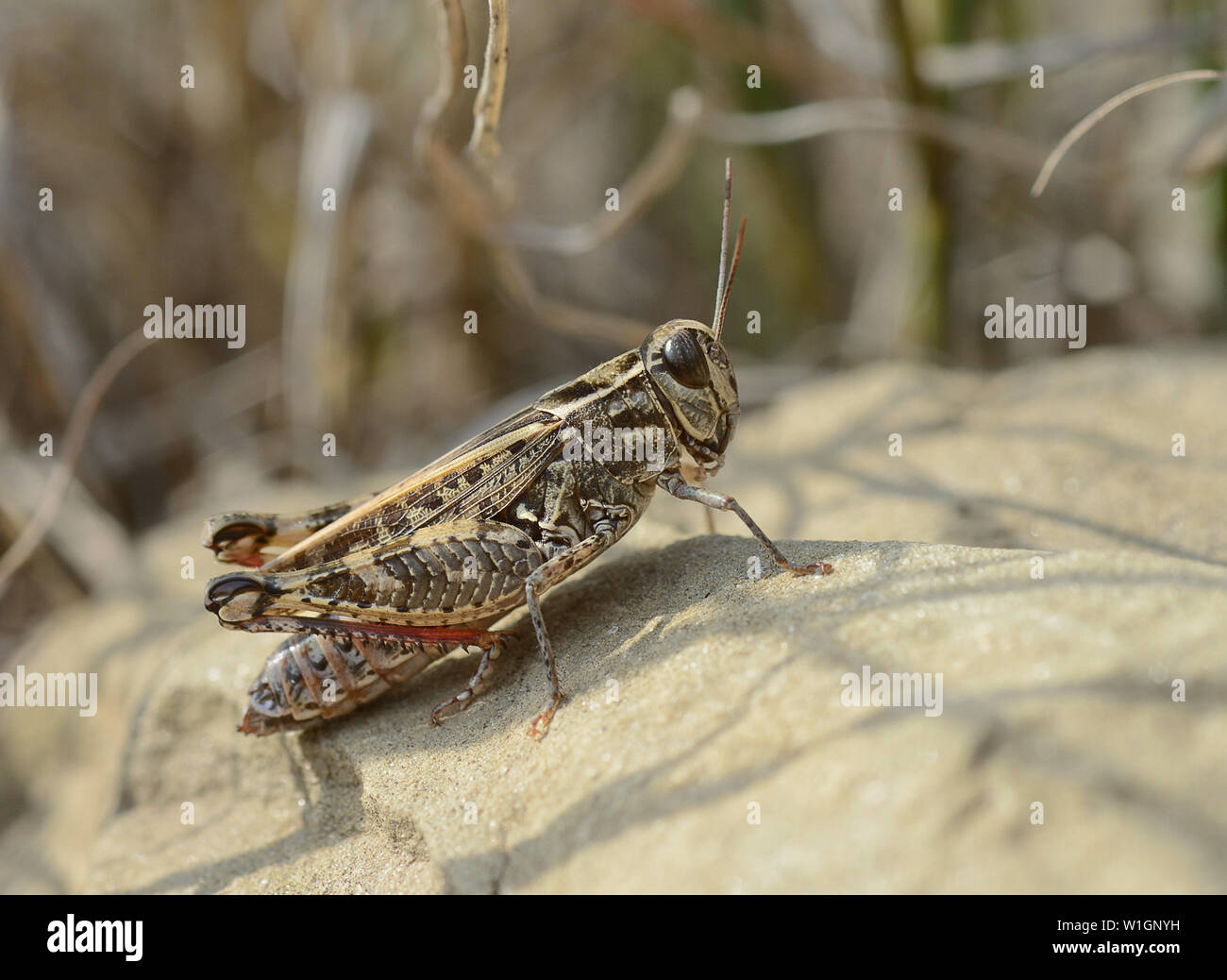 close-up of grasshopper locust on a sunny pebble Stock Photo