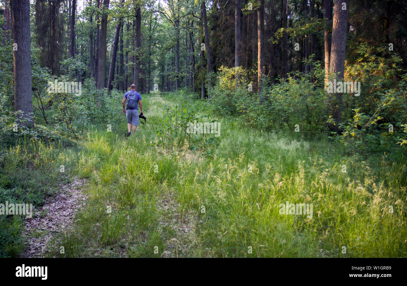 Nature photographer walking into the woods. Stock Photo