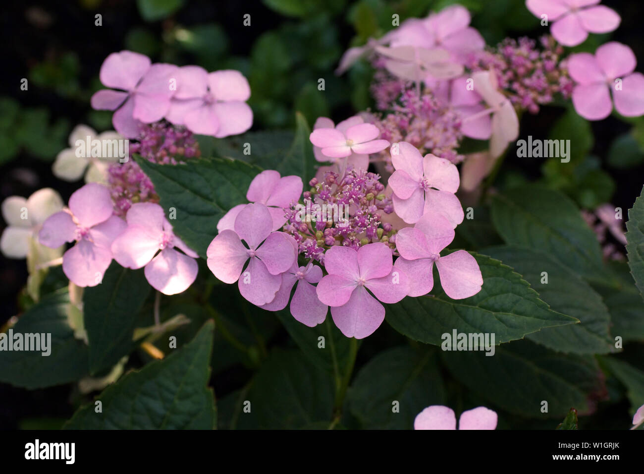 Hydrangea serrata Intermedia pink a corymb. А species of flowering plant in the family Hydrangeaceae, native to of Korea and Japan. Stock Photo