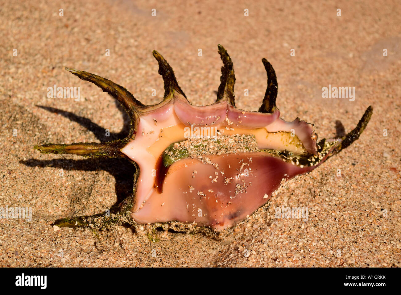 Big shell on a sandy beach close up Stock Photo
