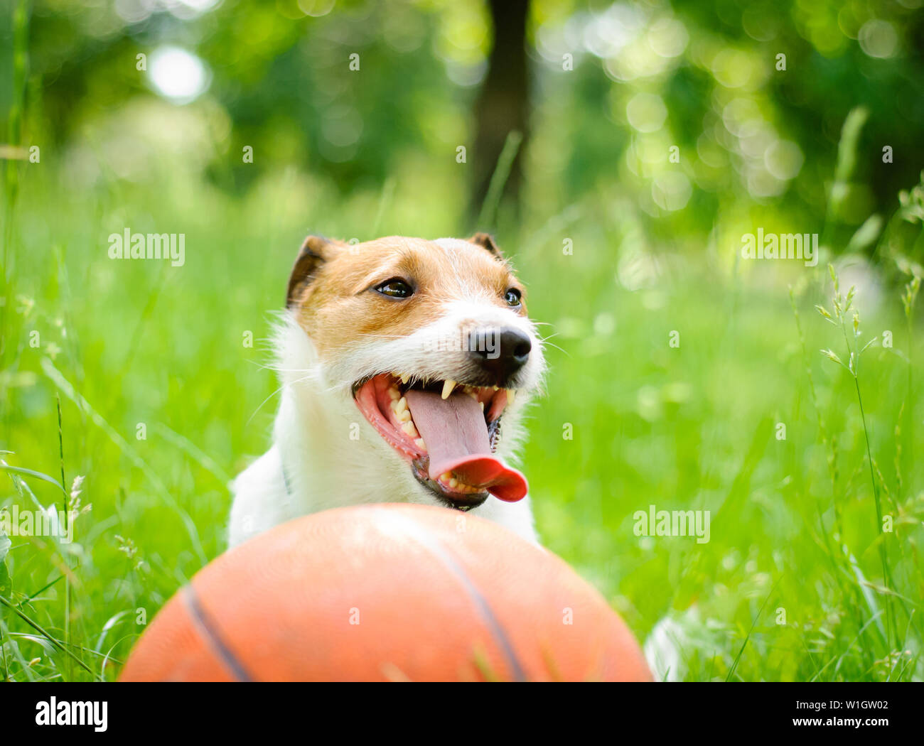 Summer portrait of tired Jack Russell Terrier dog with basketball ball Stock Photo