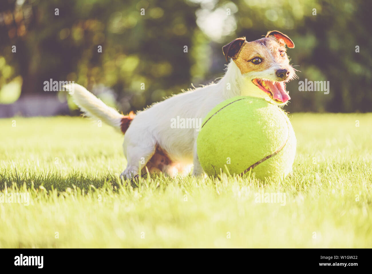 Happy adorable dog playing with giant tennis ball at backyard lawn at