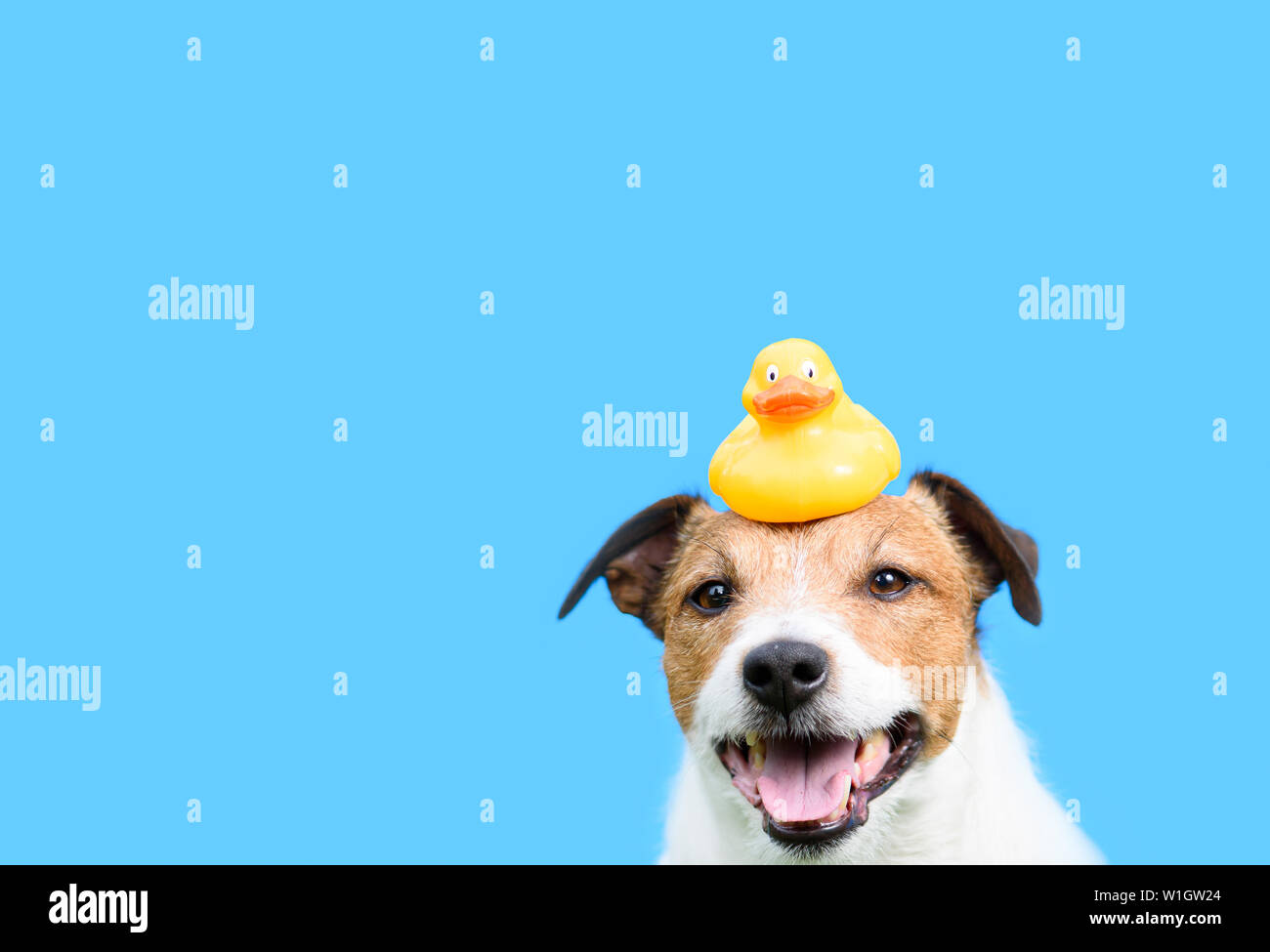 Grooming, hygiene and care concept with dog holding yellow rubber duck on head Stock Photo