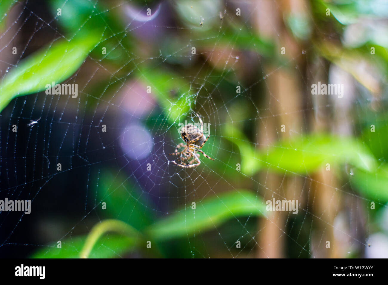 cobweb dew spider trap nature Stock Photo