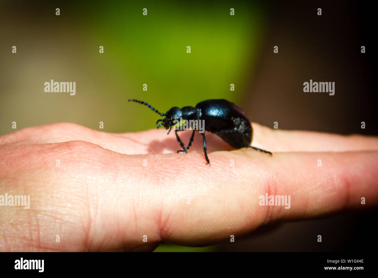 nature invertebrate insect outdoors wildlife Stock Photo