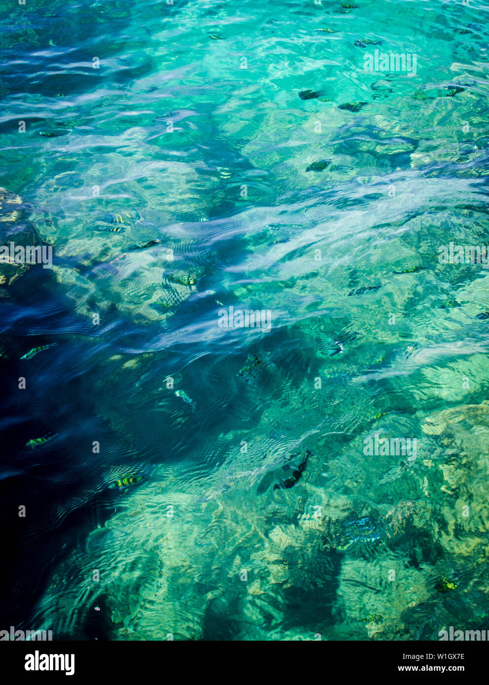 Simple Fish Nature sea nature tropical fish ocean Stock Photo - Alamy