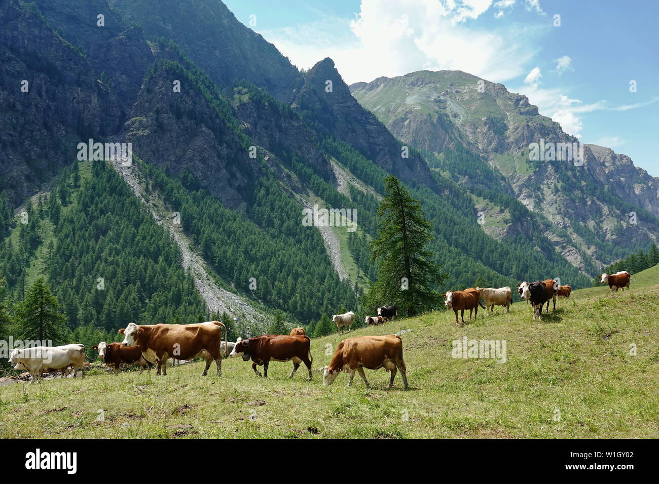 Cows in the Italian Alps Stock Photo