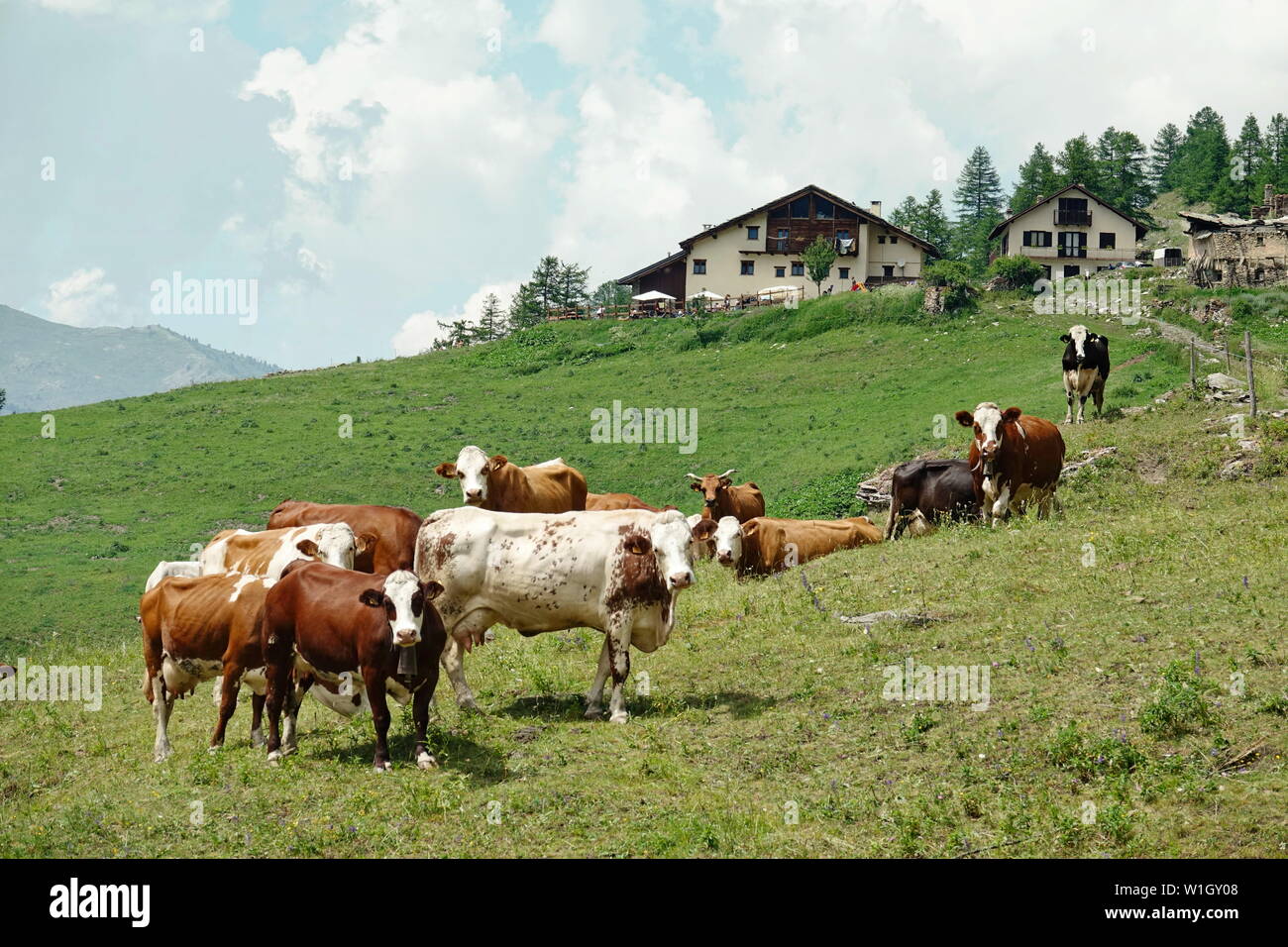Cows in the Italian Alps Stock Photo