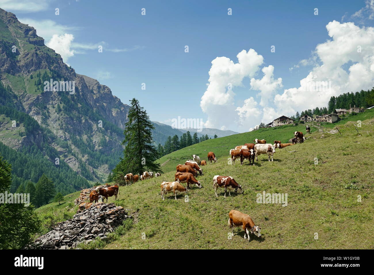 Cows in the Italian Alps Stock Photo