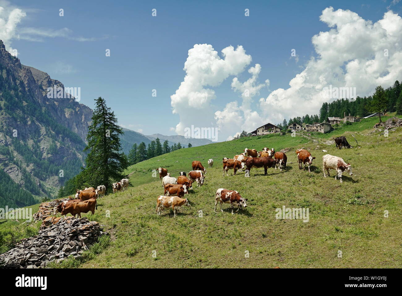Cows in the Italian Alps Stock Photo