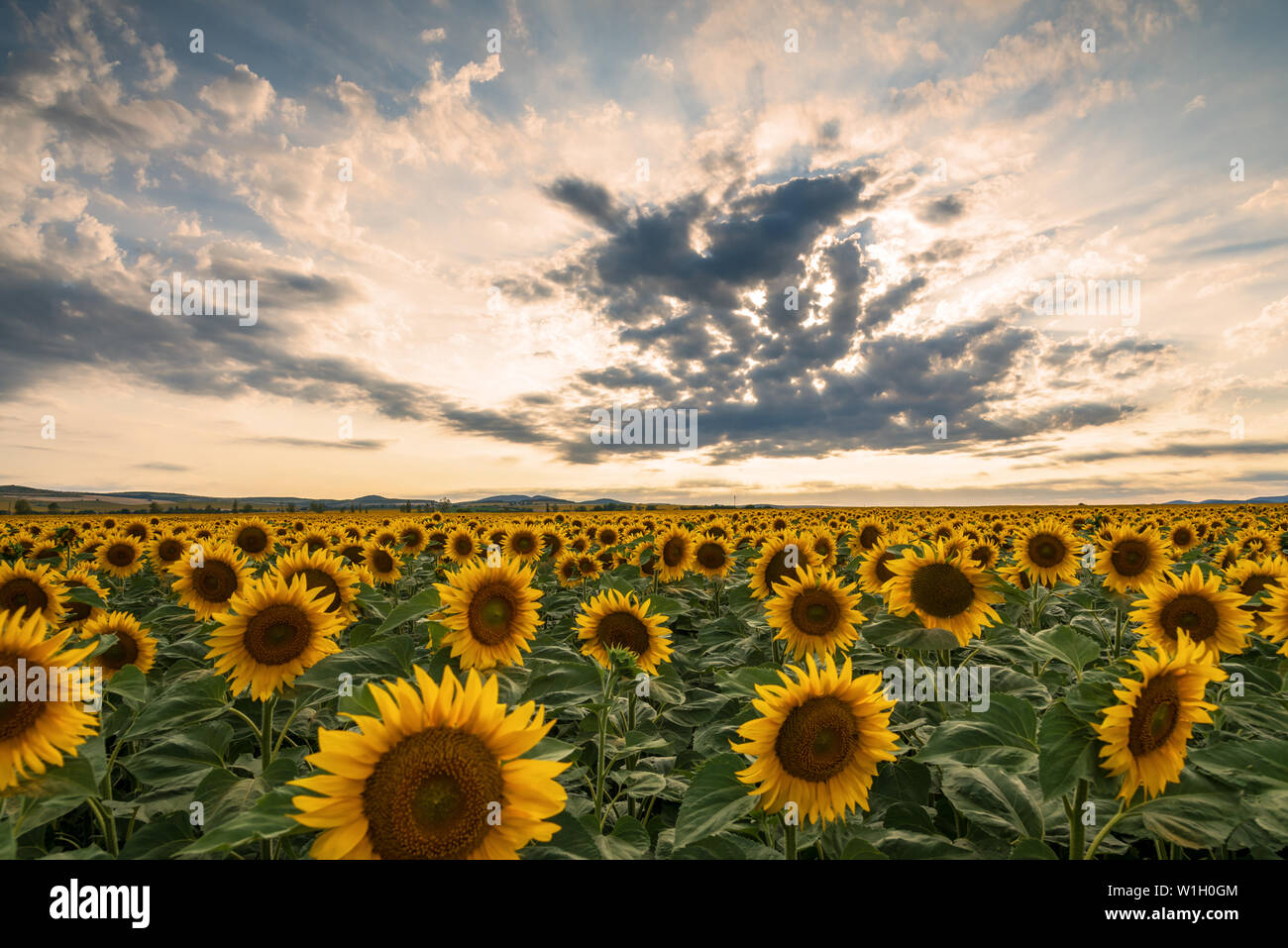 Sunflower field in rural area, under storm clouds, in summer Stock ...