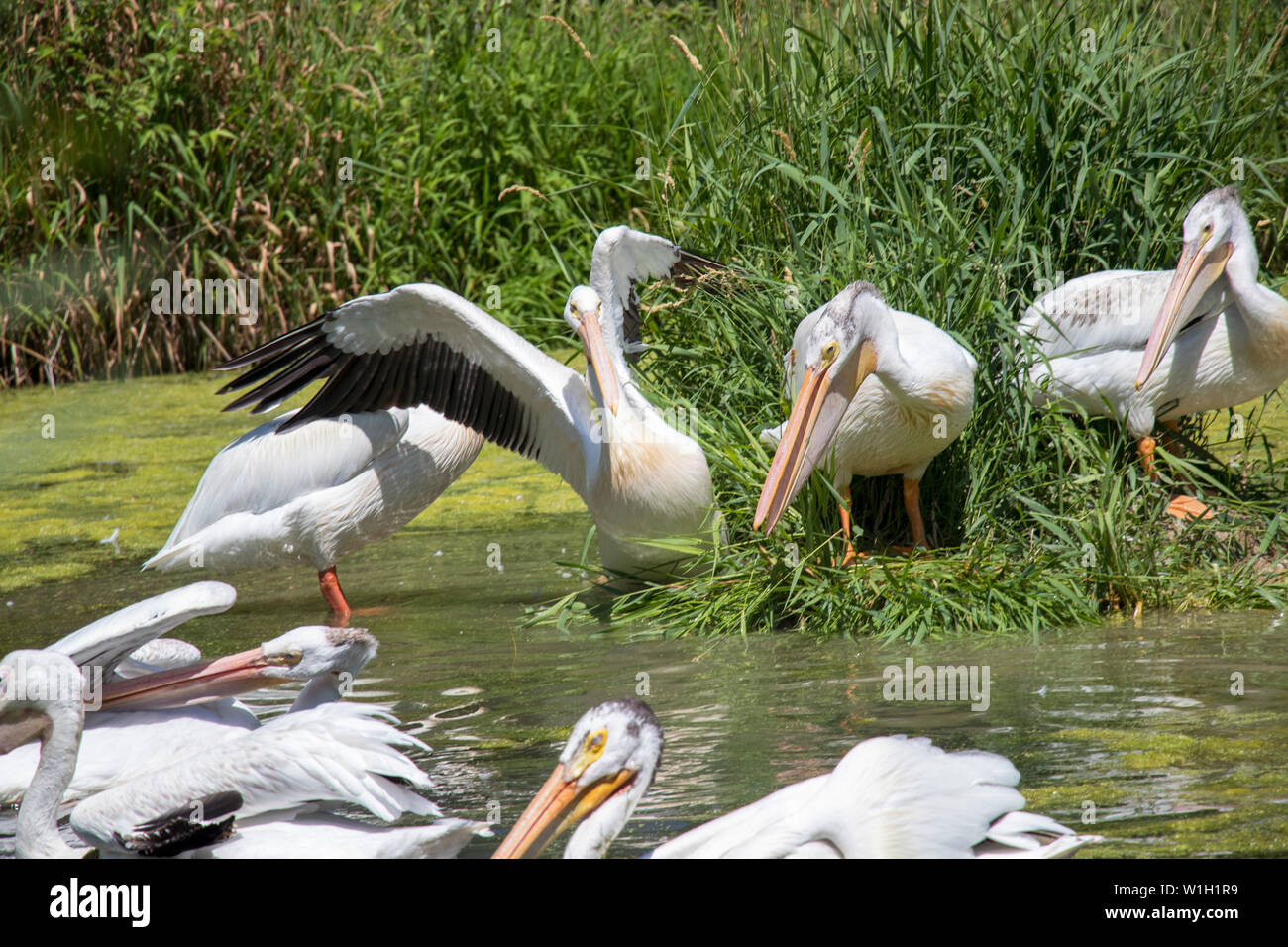 Pelicans on an Island Stock Photo - Alamy