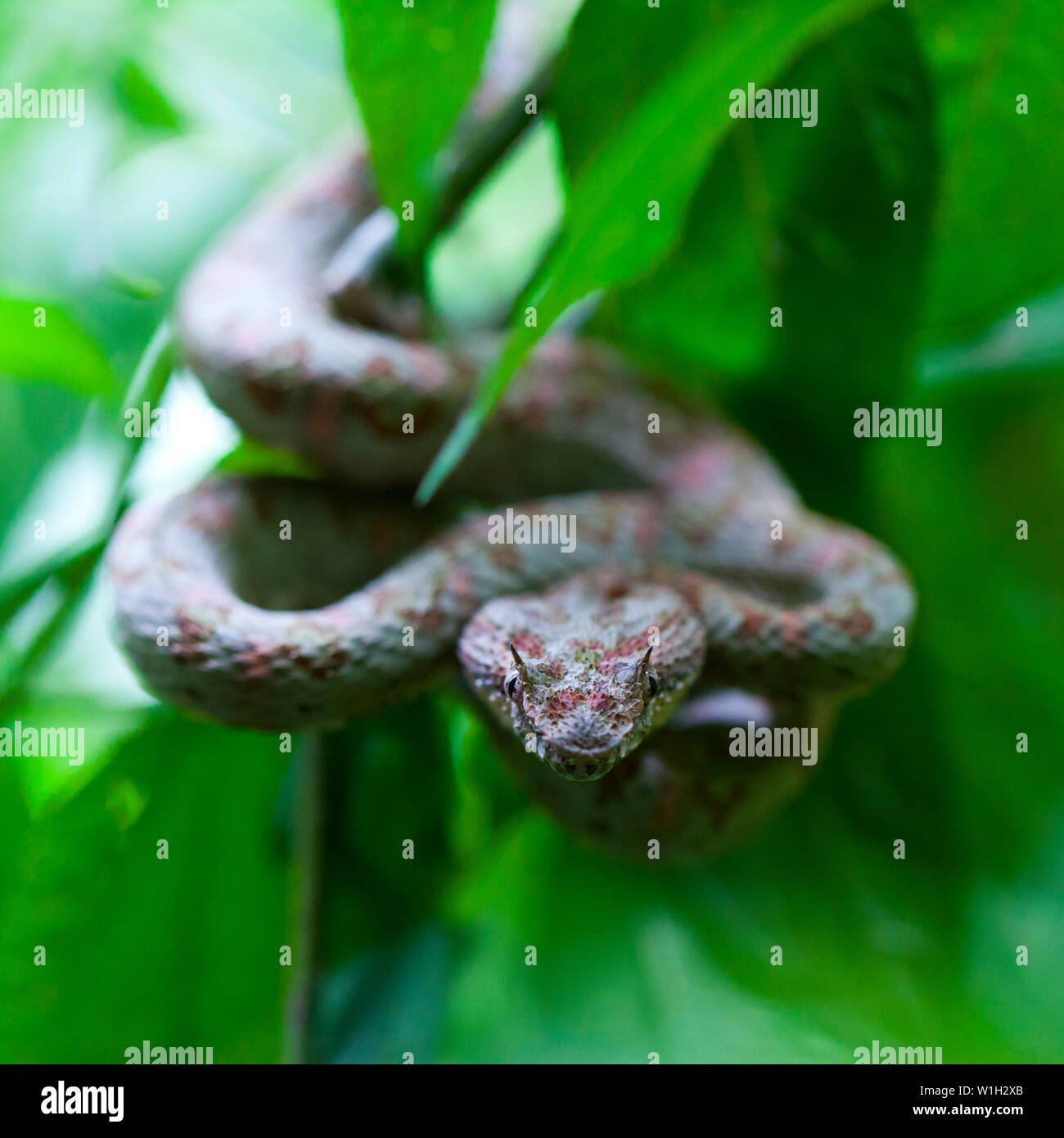 Eyelash Viper (Blue)/ Crotalo Cornudo (Azul)